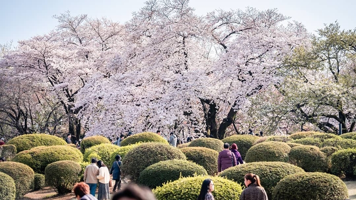 Taman Shinjuku Gyoen. (Foto: instagram.com/gonn_zhang)