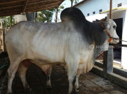 Wow, Sapi Kurban Jokowi Seharga Rp 100 Juta per Ekor 