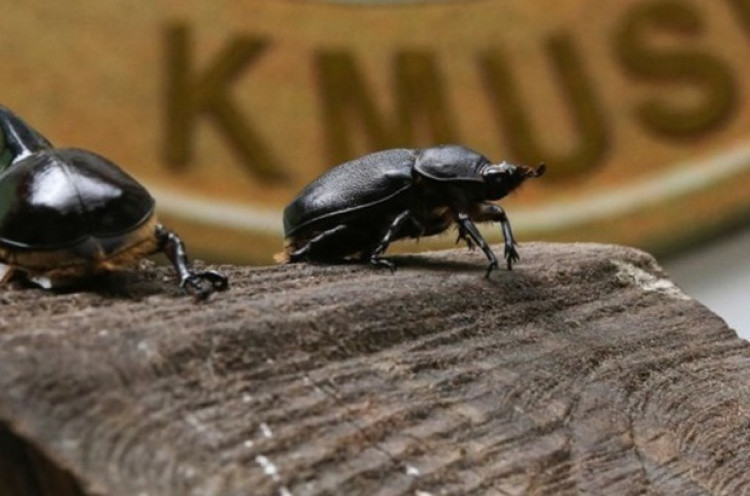 Kumbang Kolombia Diekspor ke Jepang dengan Bantuan Cryptocurrency