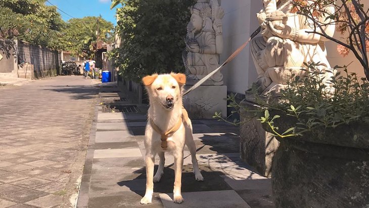anjing kintamani