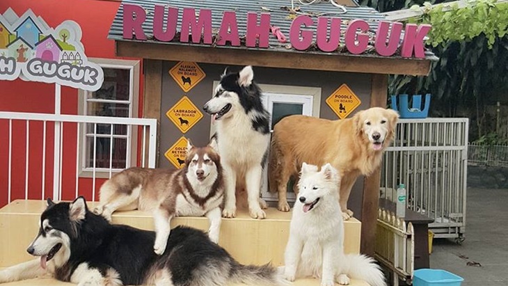 Rumah Guguk Bandung, Surganya Para Pencinta Anjing