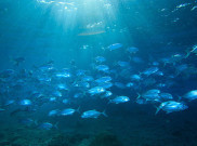 Bom Ikan Saat Jumatan, Keluarga Ini Diringkus Polisi