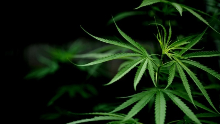 Ganja Medis dan Ganja Biasa, Ketahui Perbedaannya