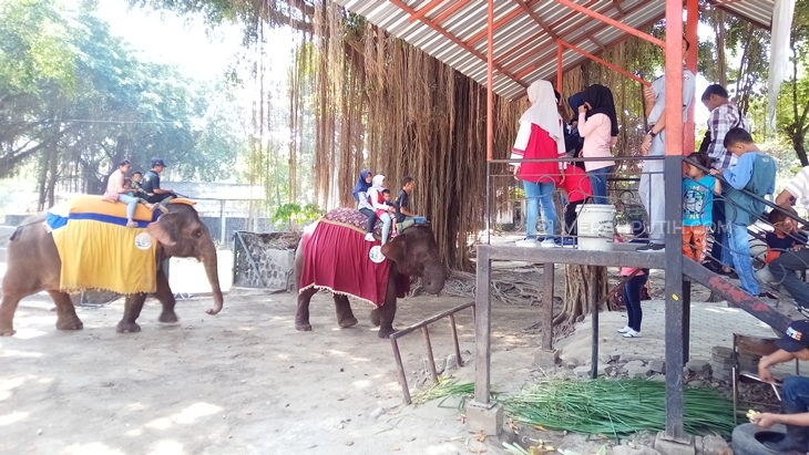 Wali Kota Solo Buka Kebun Binatang 19 Juni, Ibu Hamil dan Anak-anak Dilarang Masuk
