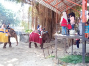 Wali Kota Solo Buka Kebun Binatang 19 Juni, Ibu Hamil dan Anak-anak Dilarang Masuk