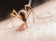Mengenal Skeeter Syndrome, Penyakit Alergi Nyamuk