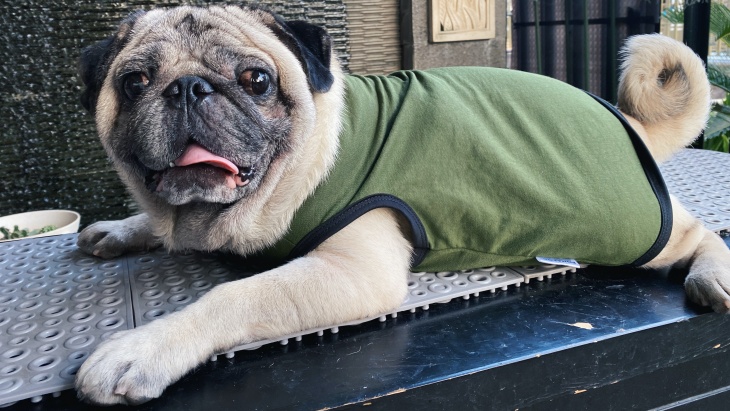Beberapa Perilaku Manusia yang Dibenci Anjing Peliharaan