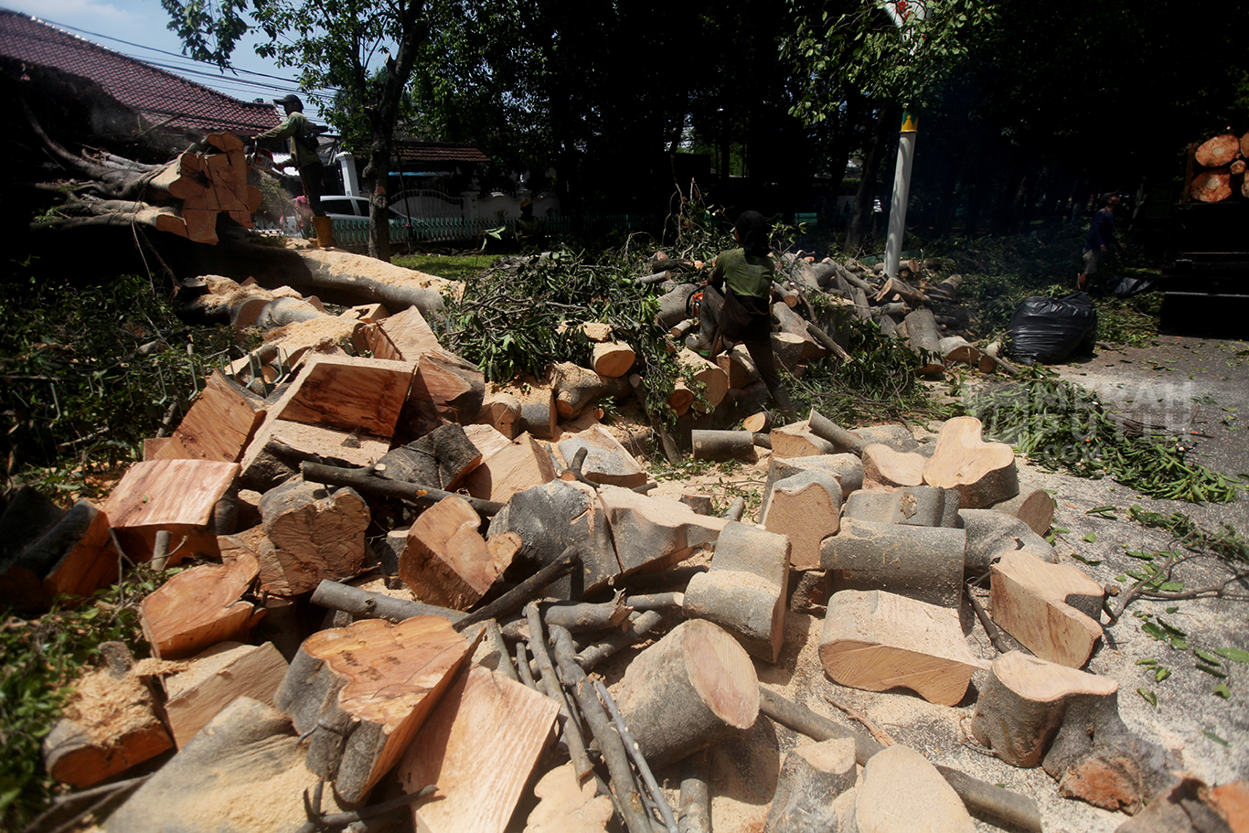Petugas dari Suku Dinas Pertamanan dan Kehutanan saat melakukan penebangan pohon Beringin Raksasa yang tumbang pasca hujan deras kemarin sore di Jalan Darmawangsa Raya, Kebayoran Baru, Jakarta Selatan, Jum'at (31/10/2025).