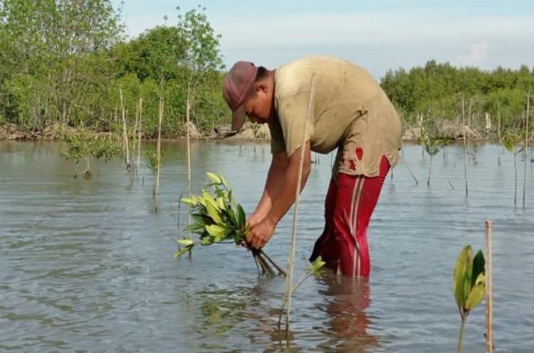 Jokowi ke Riau dan Kepri Buat Tanam Pohon Mangrove