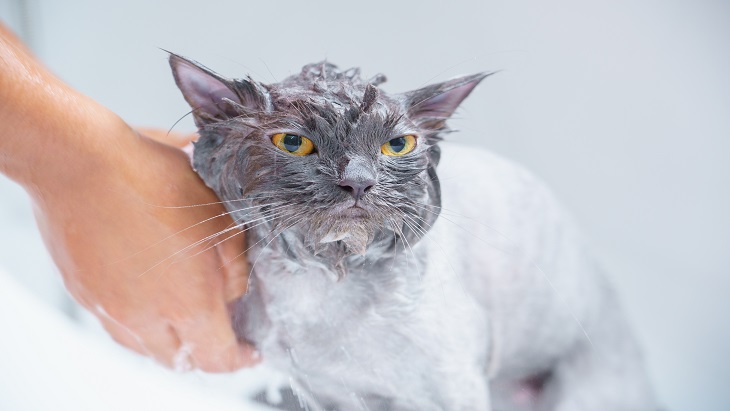 Lancar Memandikan Kucing Tanpa Dicakar