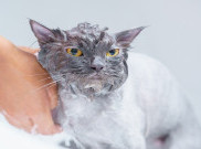 Lancar Memandikan Kucing Tanpa Dicakar