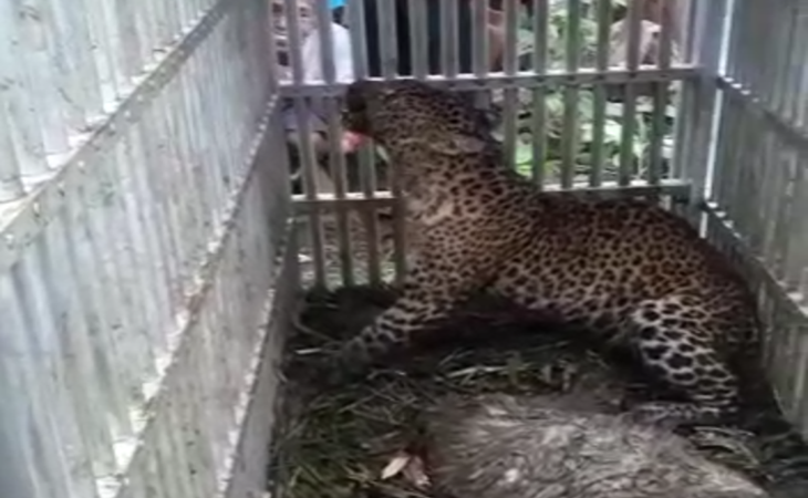 Kerap Mangsa Ternak, Seekor Macan Tutul Ditangkap Warga Lereng Gunung Lawu