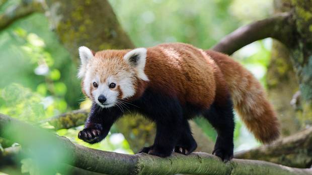 Panda merah termasuk dalam kategori satwa langka