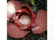Super Langka Mekar Rafflesia Arnoldii Berkelopak Tujuh