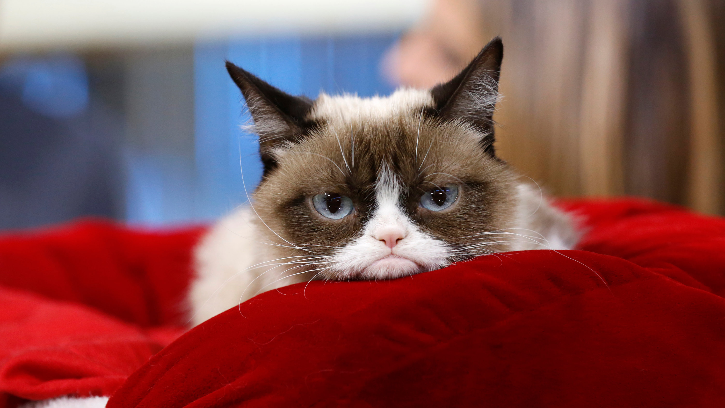 Mengenang Grumpy Cat, Kucing Pemarah Sensasi Internet