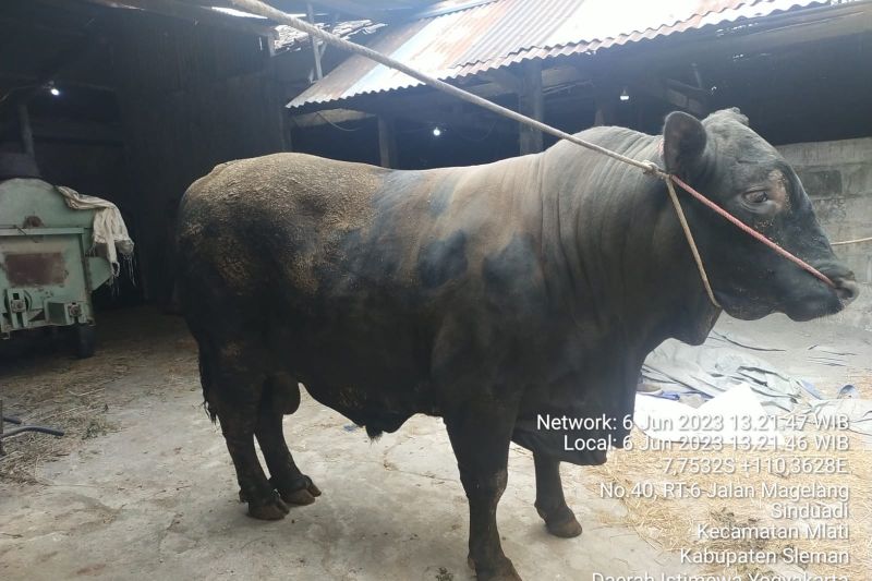 sapi