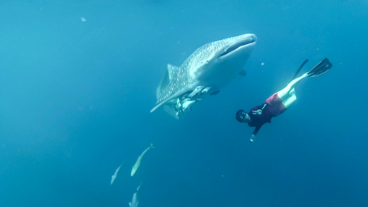Asiknya Berenang dengan Hiu Raksasa di Perairan Talisayan