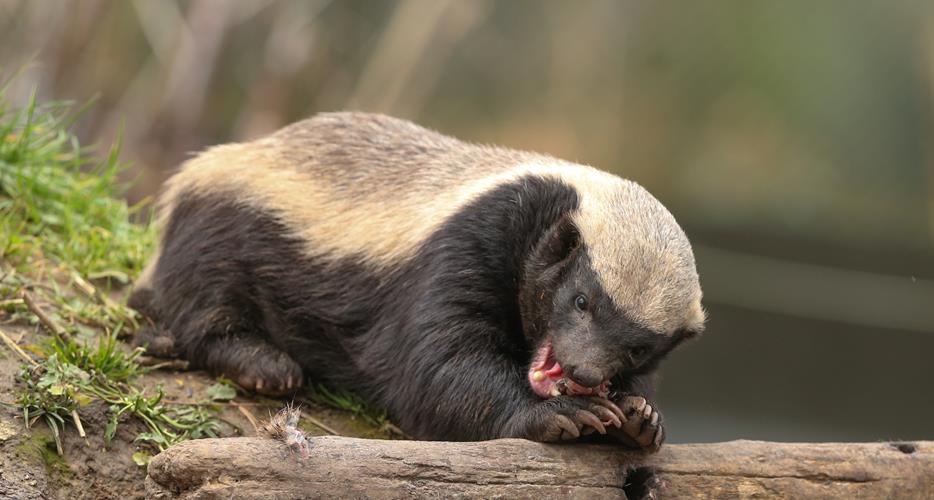 Musang