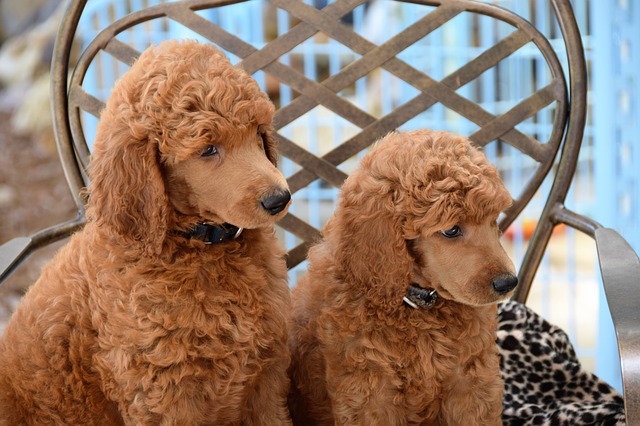 Bulu Poodle membutuhkan perawatan khusus yang cukup mahal (Foto: Pixabay/tanyarmm)