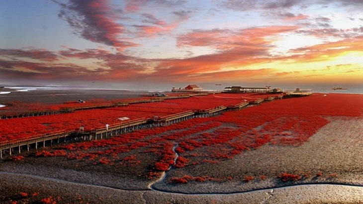 Pantai Merah di Tiongkok Viral, Seberapa Mempesona?  
