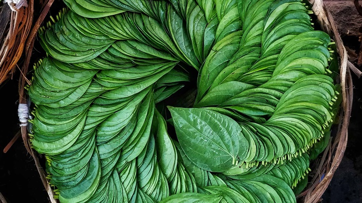 Daun Sirih Ampuh Obati Mimisan? Simak Faktanya