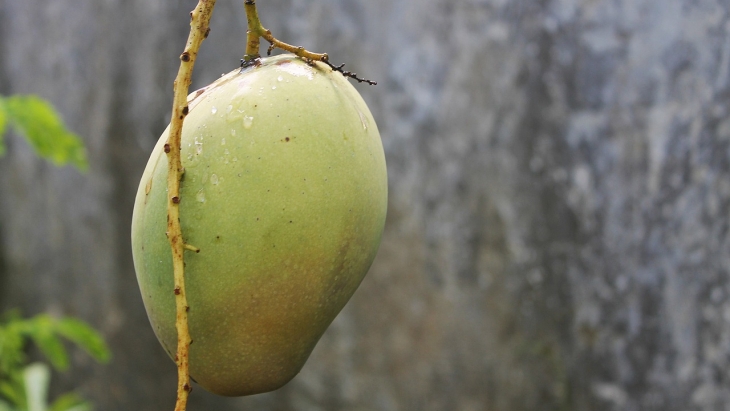 Ternyata Biji Mangga Juga Punya Manfaat