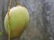Ternyata Biji Mangga Juga Punya Manfaat