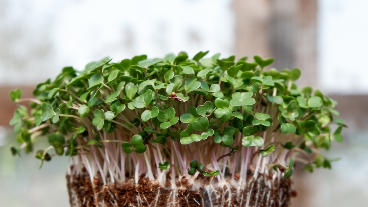 Langkah Anti Ribet Menanam Microgreen di Rumah