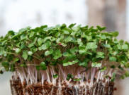 Langkah Anti Ribet Menanam Microgreen di Rumah