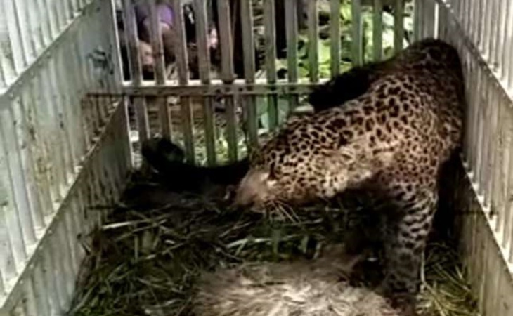 Macan tutul Gunung Lawu mati mendadak