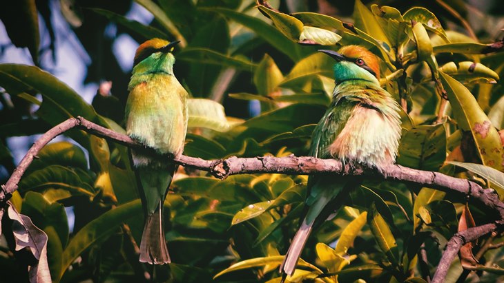 burung