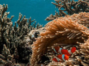 Menyelam di Lemukutan, Pemandangan Cantik Bawah Laut Kalimantan Barat