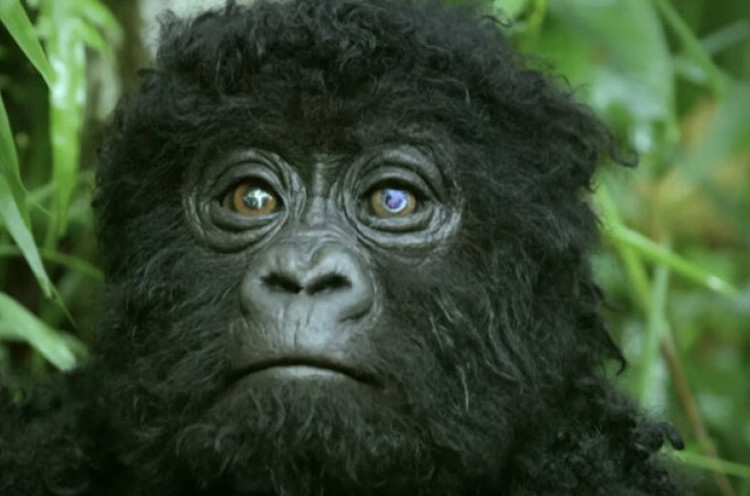 'Mata-Mata' Berwujud Bayi Gorila Imut 