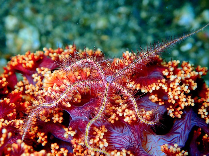 Seindah Bunaken  
