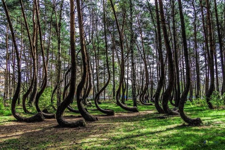 hutan crooked forest