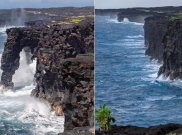  Karang Laut Holei Ikonis Berusia 550 Tahun di Hawaii Runtuh