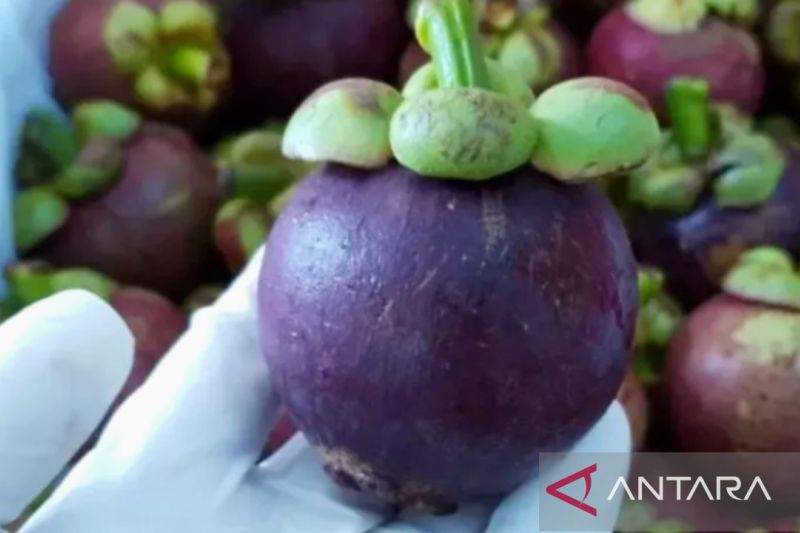 Manggis Purwakarta 'Berangkat' ke Tiongkok