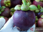 Manggis Purwakarta 'Berangkat' ke Tiongkok