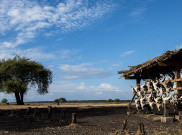 Pesona Taman Nasional Baluran