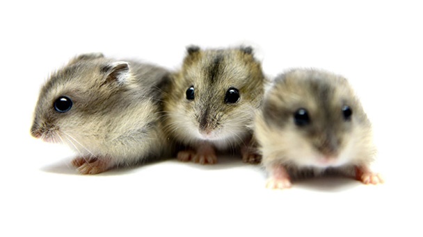 Suka Memelihara Hamster? Ini 6 Cara Merawat si Lucu dengan Baik