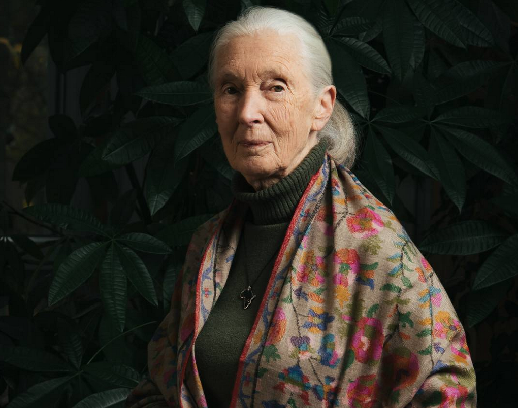  Konservasionis Dame Jane Goodall Meninggal di Usia 91 Tahun, Wariskan Pengetahuan Luar Biasa bagi Umat Manusia
