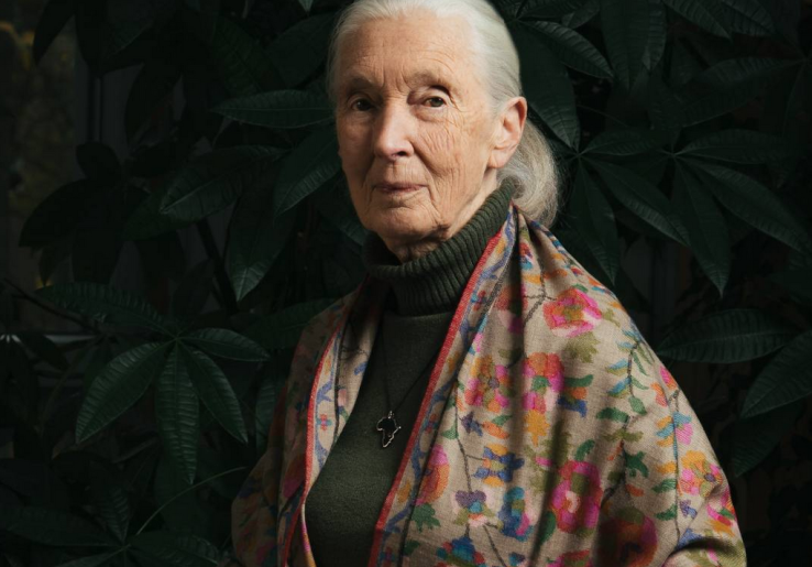  Konservasionis Dame Jane Goodall Meninggal di Usia 91 Tahun, Wariskan Pengetahuan Luar Biasa bagi Umat Manusia