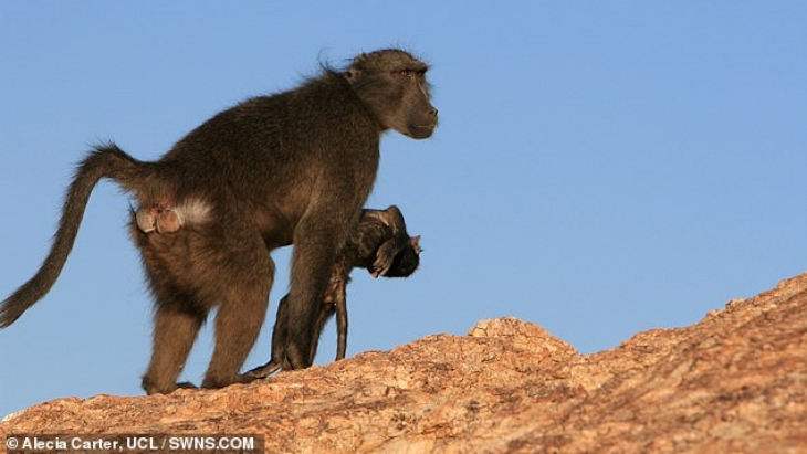 Ibu primata bawa mayat di Namibia membawa anaknya selama berbulan-bulan. (Foto: UCL) 
