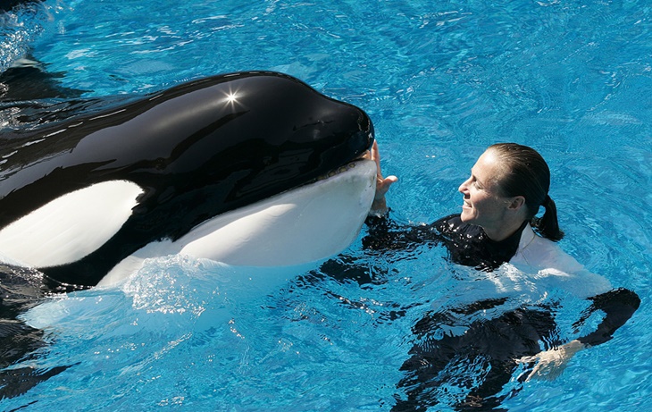 shamu