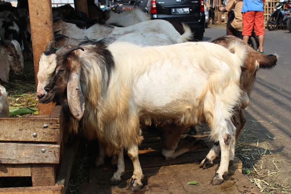 Pemkot Jakpus Bantu Pedagang Hewan Kurban Cari Lahan Kosong
