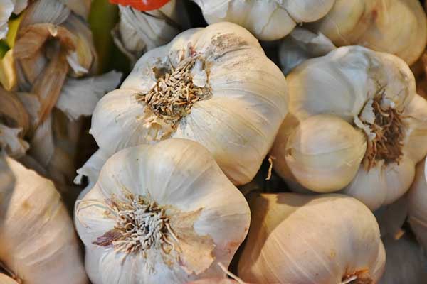 bawang putih
