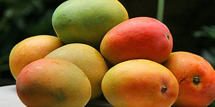 mangga gedong gincu