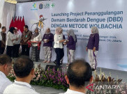Kemenkes Klaim Nyamuk Wolbachia Mampu Pangkas Kasus DBD Hingga 77%