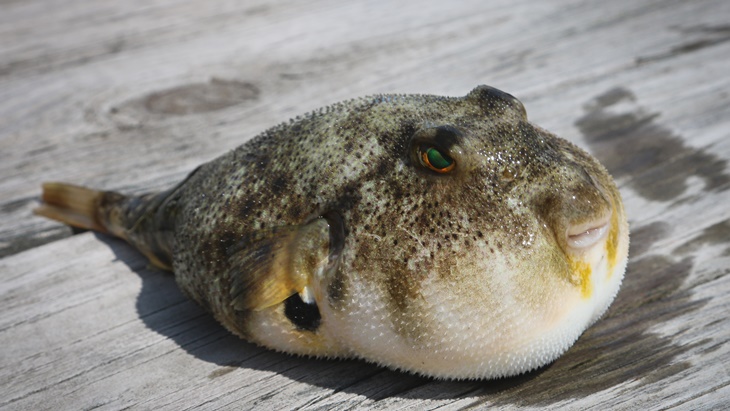makanan