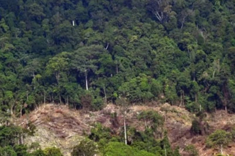 Carbon Capture and Storage Rawan Korupsi dan Pembabatan Hutan